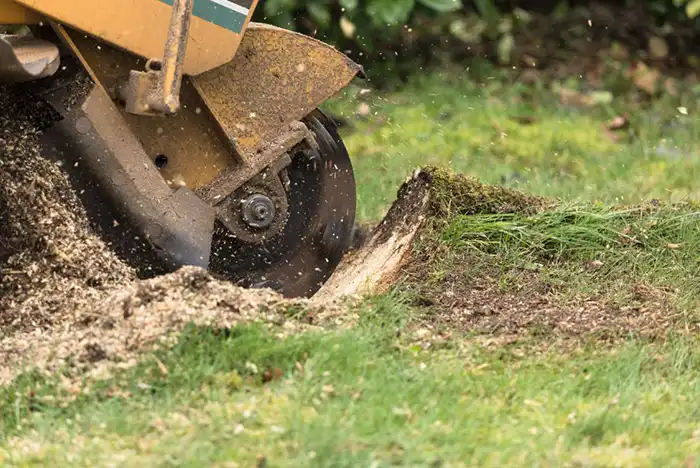 Stump grinding machine in action, removing a tree stump in Middlesbrough.